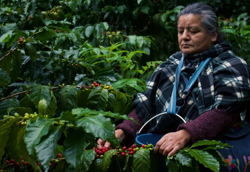 Coffee Culture Around the World