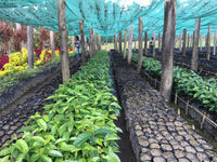 Mother Tongue Coffee - Bunum Wo Estate Peaberry