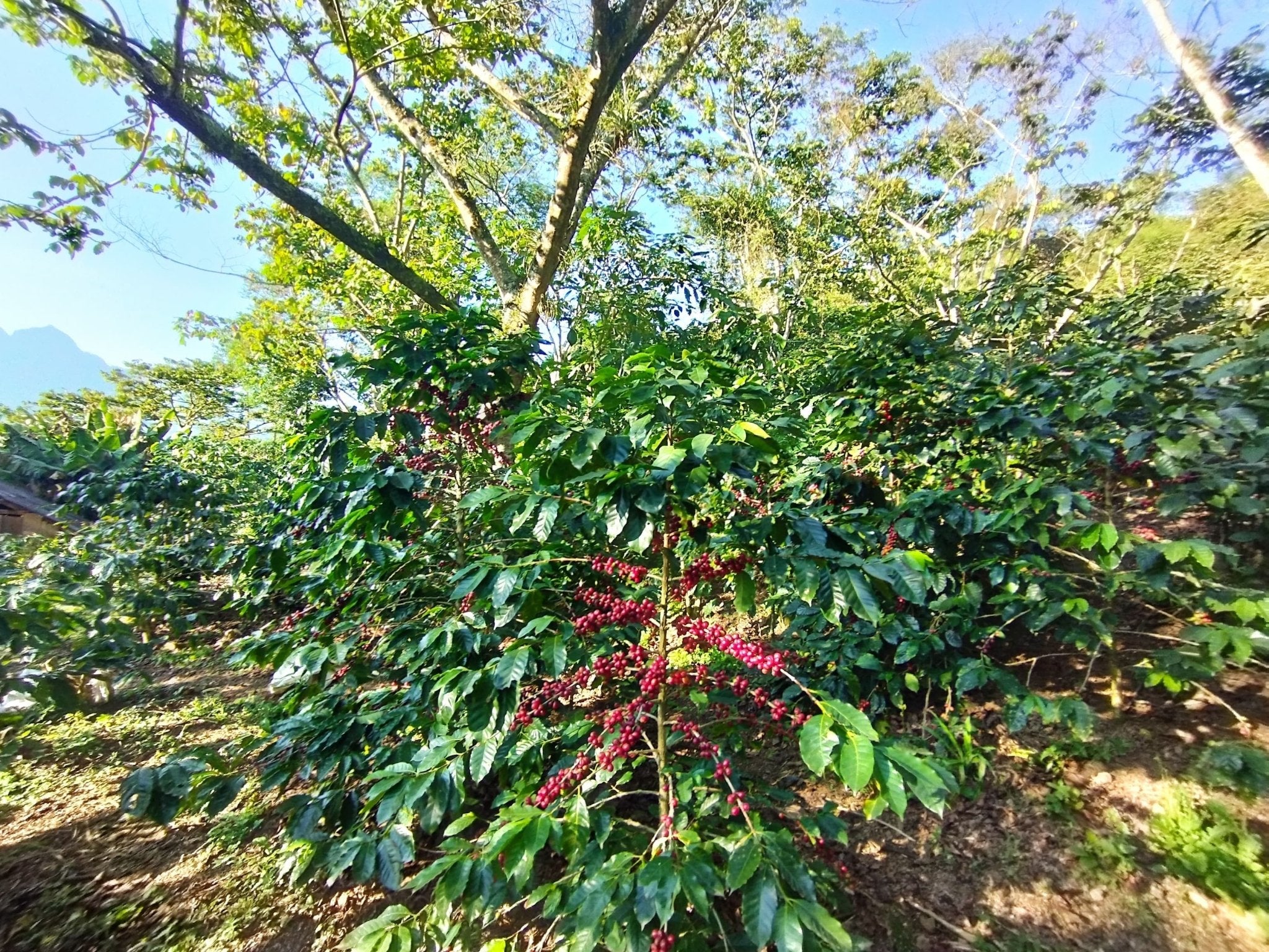 Café Metzli - Finca Yautla - Puebla, México (Medium Roast) – Ratio