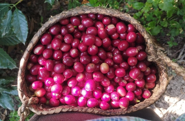 Café Metzli - Finca Yautla - Puebla, México (Medium Roast)