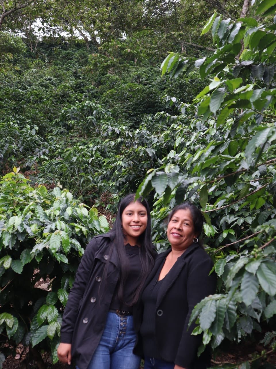 Café Metzli - Finca Yautla - Puebla, México (Medium Roast) – Ratio