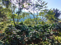 Café Metzli - Finca Yautla - Puebla, México (Medium Roast)