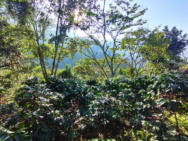 Café Metzli - Finca Yautla - Puebla, México (Medium Roast)